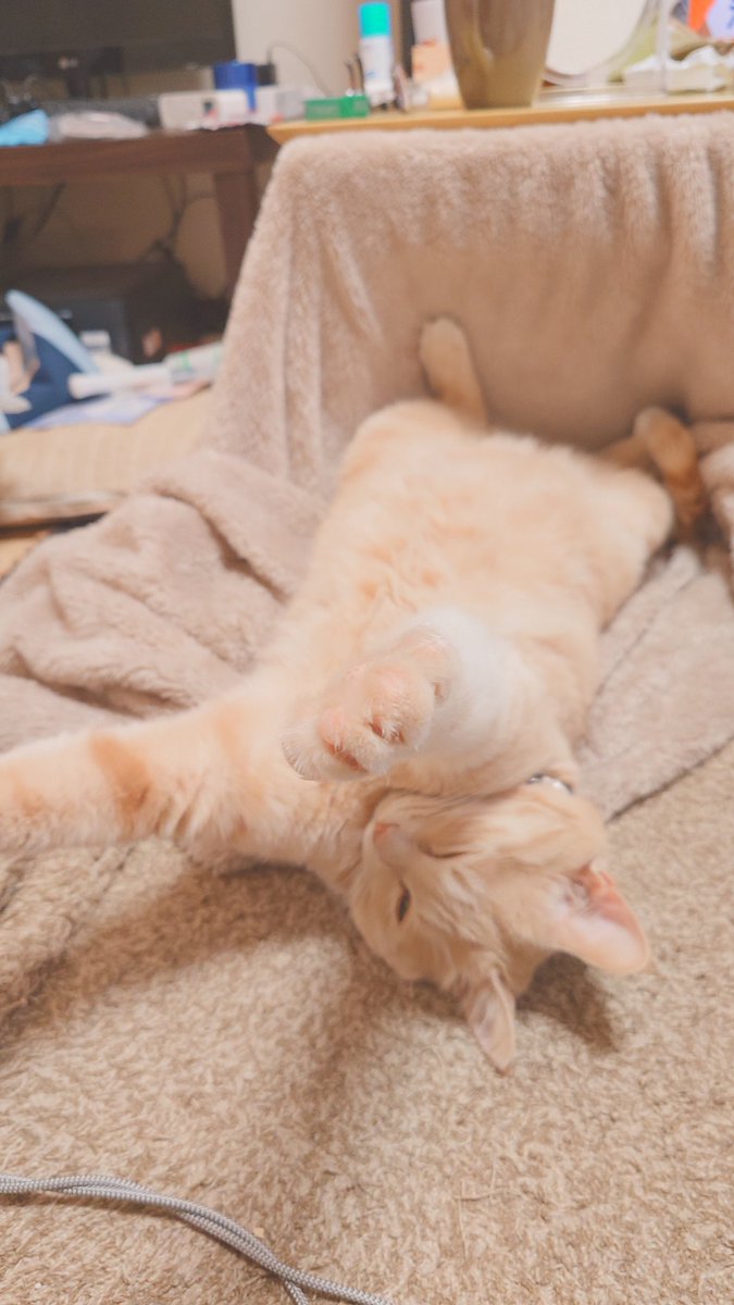 加賀ﾏﾈｼﾞｬ tweet media