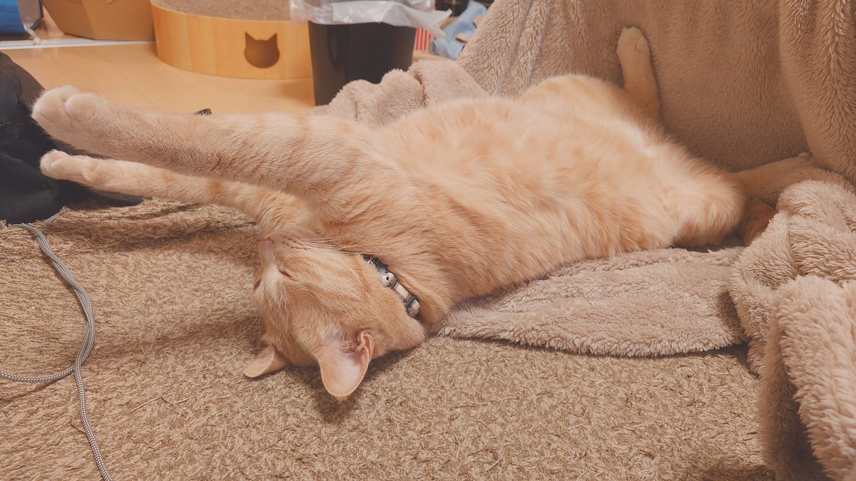 加賀ﾏﾈｼﾞｬ tweet media