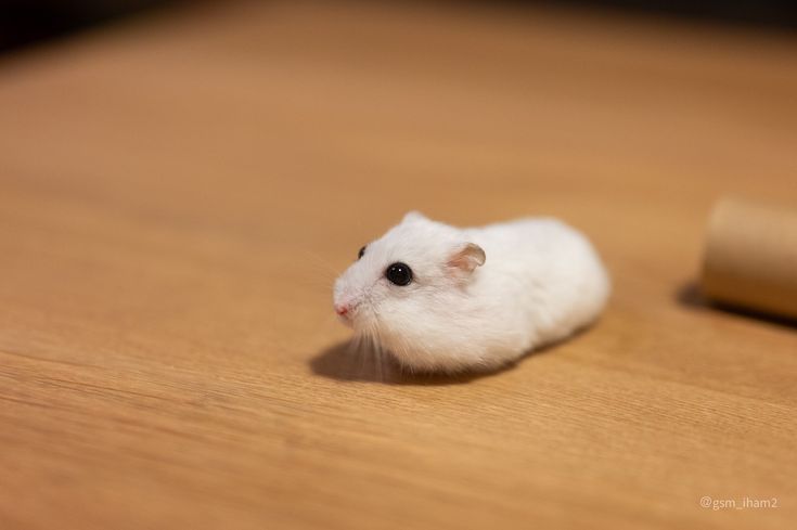 (っ´ཀ`)っ tweet media