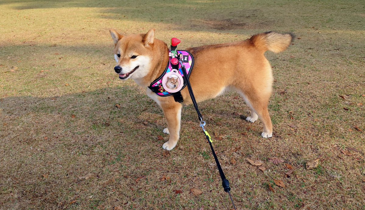 キュアピンフ tweet media