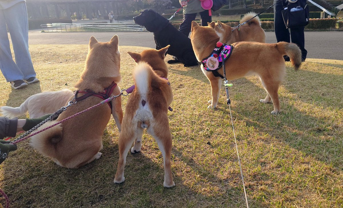 キュアピンフ tweet media