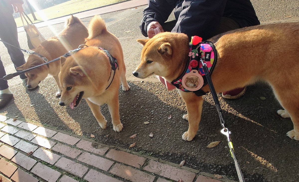 キュアピンフ tweet media