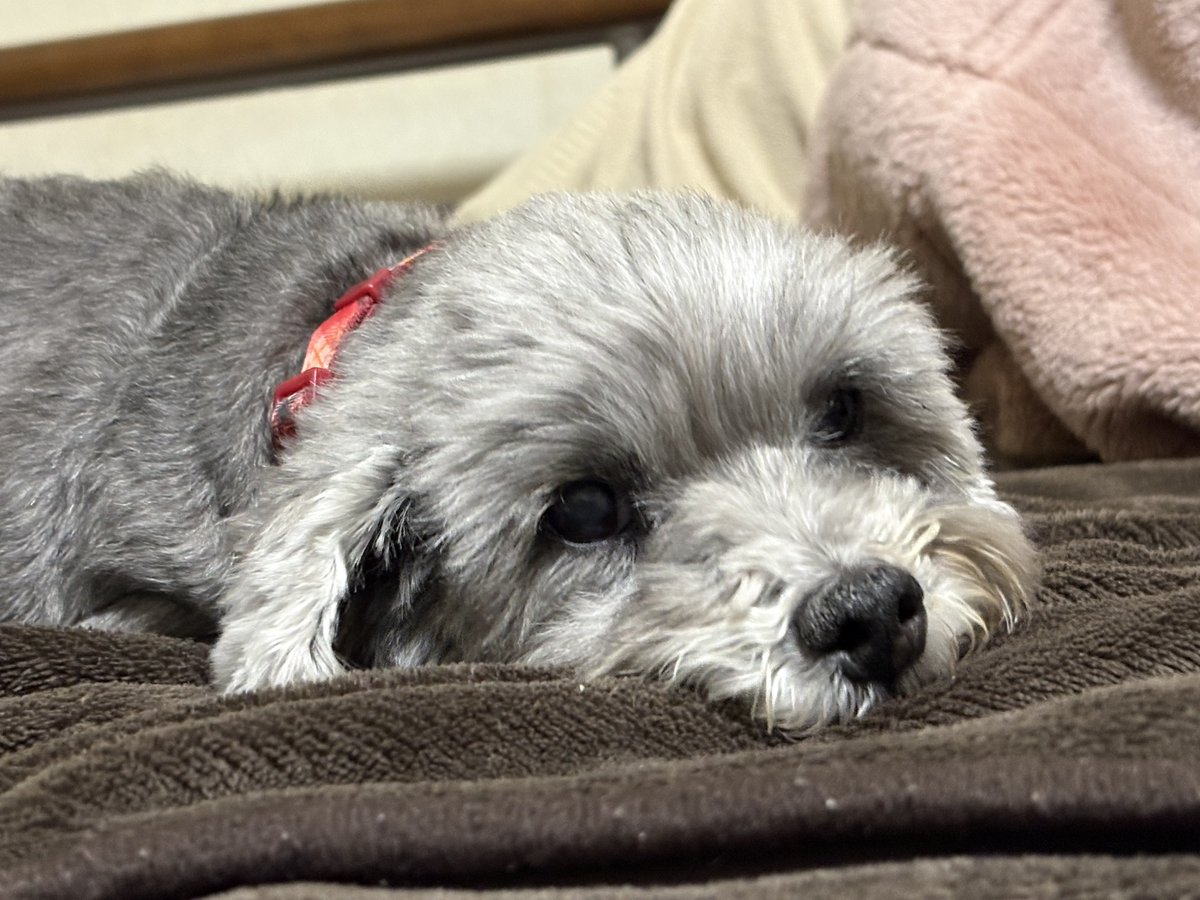 しゅんちゃん tweet media