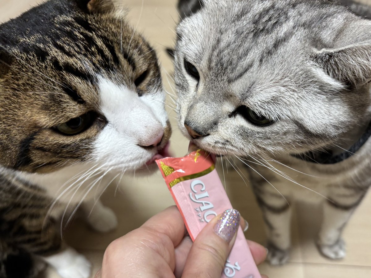 みふゆ(三冬) tweet media