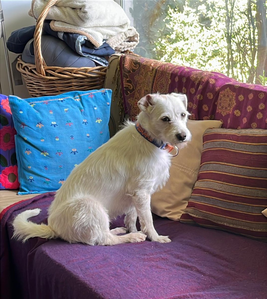 Gabriel Quadri tweet media