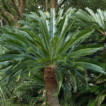 めりー🌸💙✝️🇯🇵🇻🇦 tweet media