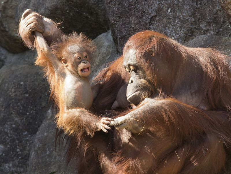 ирис tweet media