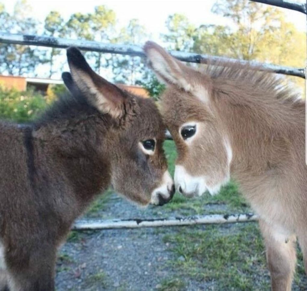 Me & Who? tweet media