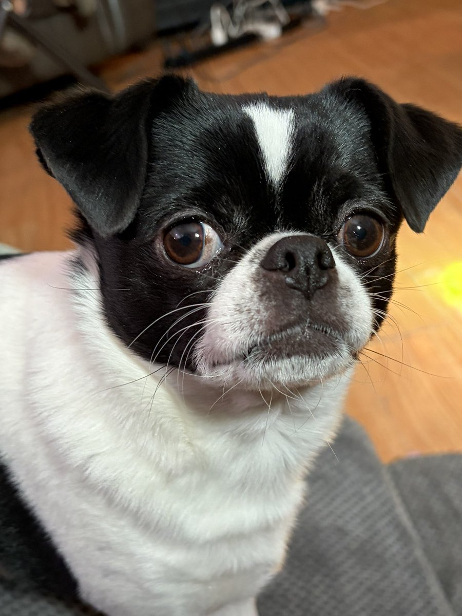 Cleo 🌈 of Hellbeasts tweet media