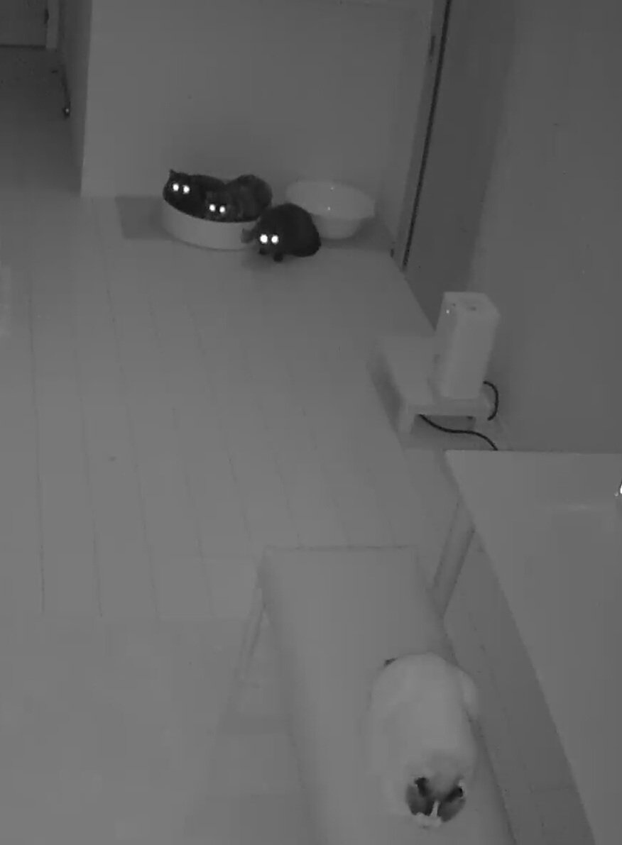 かりとん tweet media