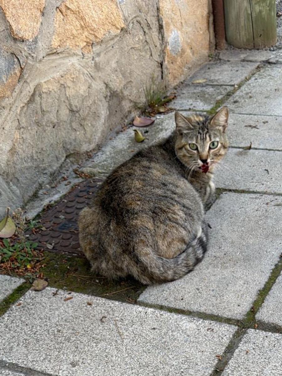 Hoy hemos rescatado a esta gata embarazada con la mandíbula rota. Está siendo operada por @esperanza.ribes.cv. 
 ayuda con gastos veterinarios
N° DE CUENTA de CaixaBank: ES79 2100 7765 0802 0003 3174, 
PAYPAL: felinoslomorant@gmail.com 
BIZUM: 07893 (seleccionar donación)