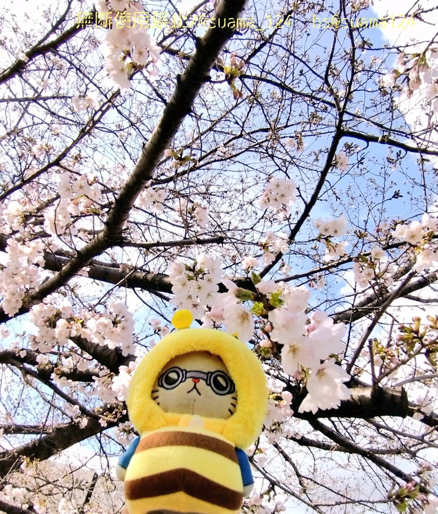 すあま tweet media