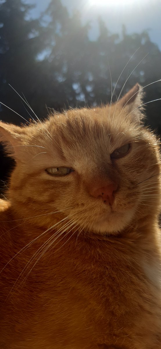 Angusdam tweet media