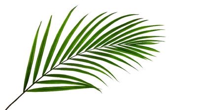 krestenisasi terselubung tweet media