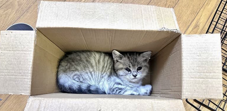 ティニ tweet media