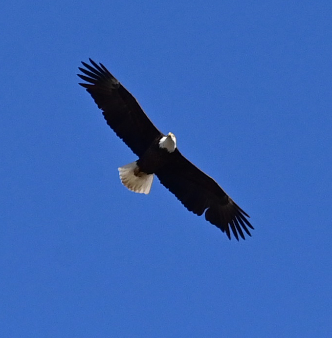 Bill Battle tweet media