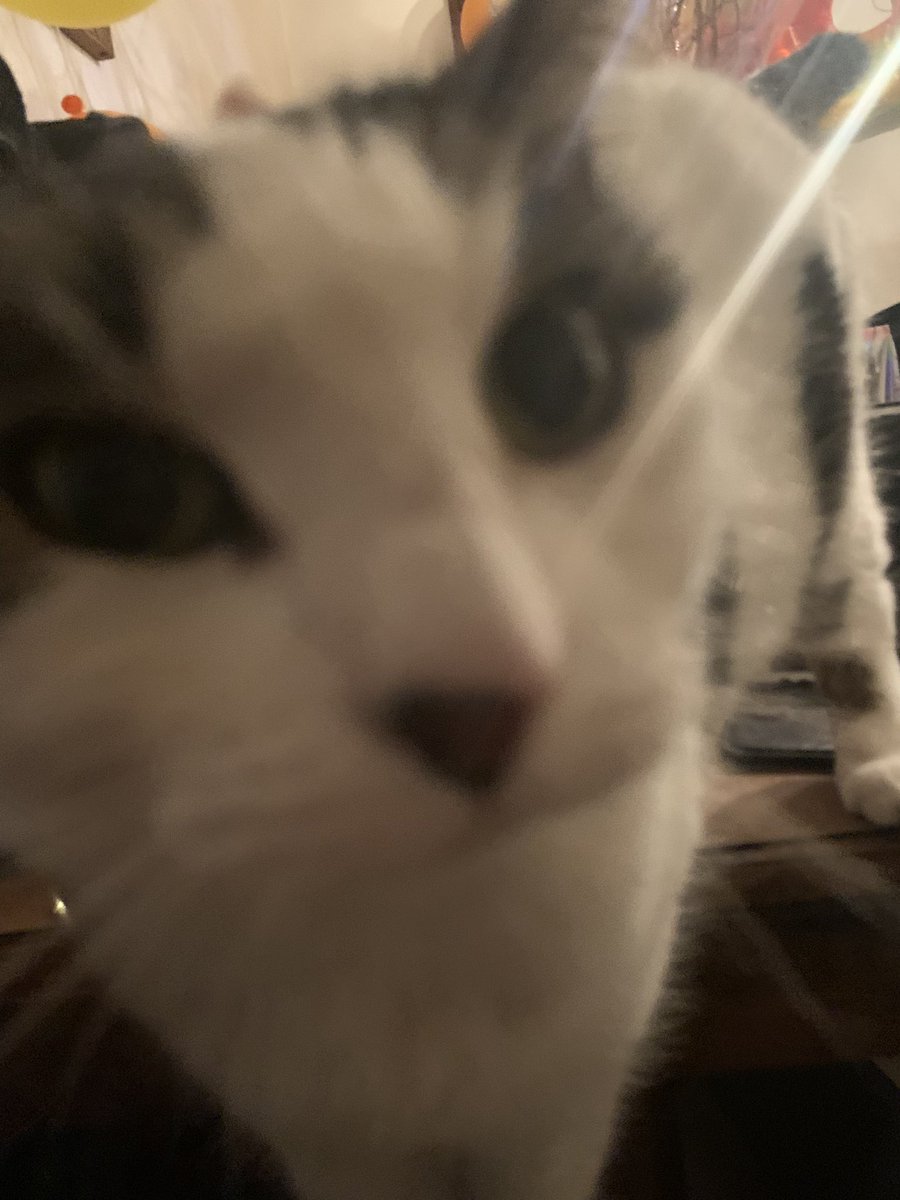 TheCatNamedMags tweet media