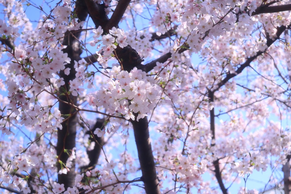 la bijou tweet media