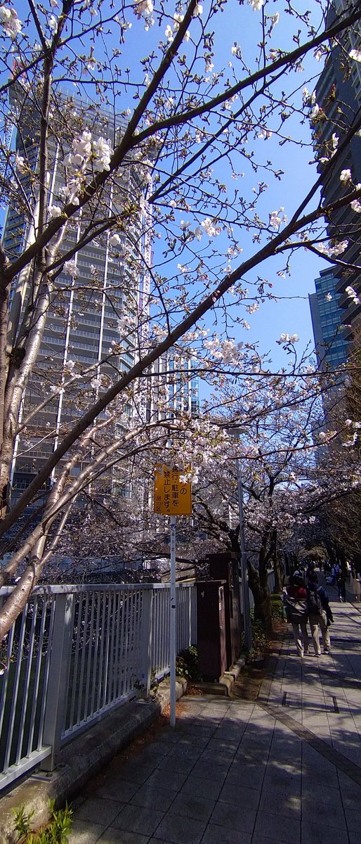 ashidavox's tweet photo. おはようございます☀
今日は、お花見日和ですね🌸
大崎駅周辺も、咲き始めました✨🌸✨

Cherry blossoms have started blooming beautifully again this year around Osaki Station in Japan✨🌸✨ https://t.co/TbNcG6Dec7