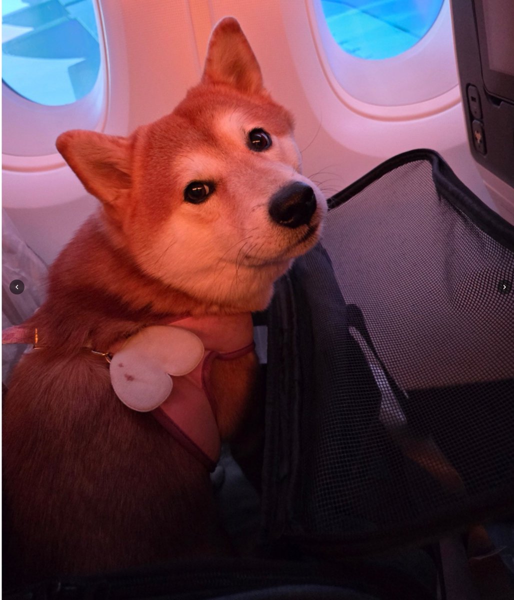 EternaLEnVy tweet media