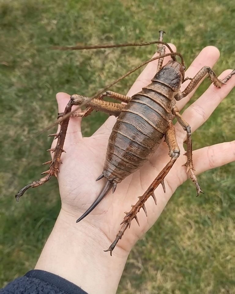 Jaylene🐰 tweet media