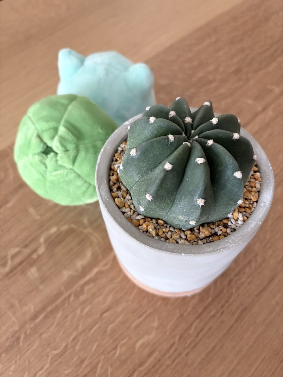 赤星豊 tweet media