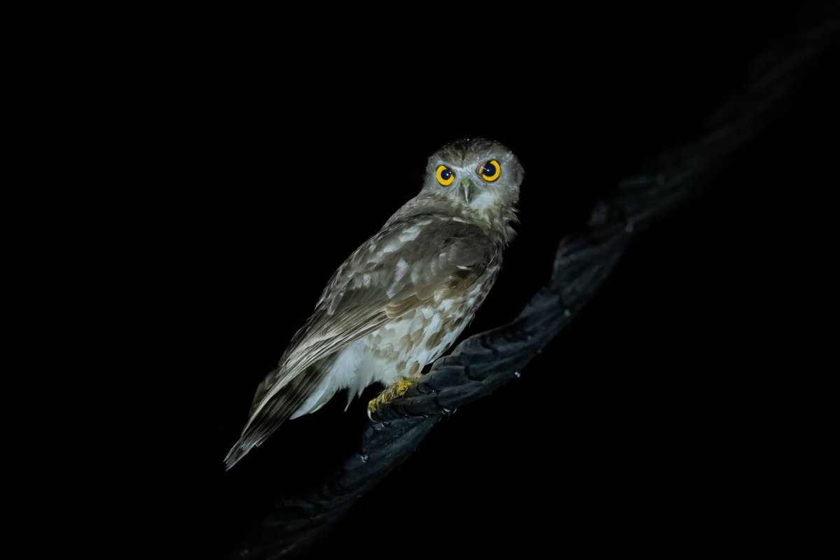 Aniket 🏳️🌈🏳️⚧️(he/him) tweet media