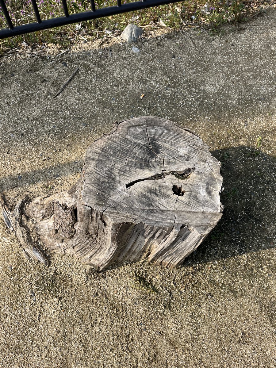 サンチャン tweet media