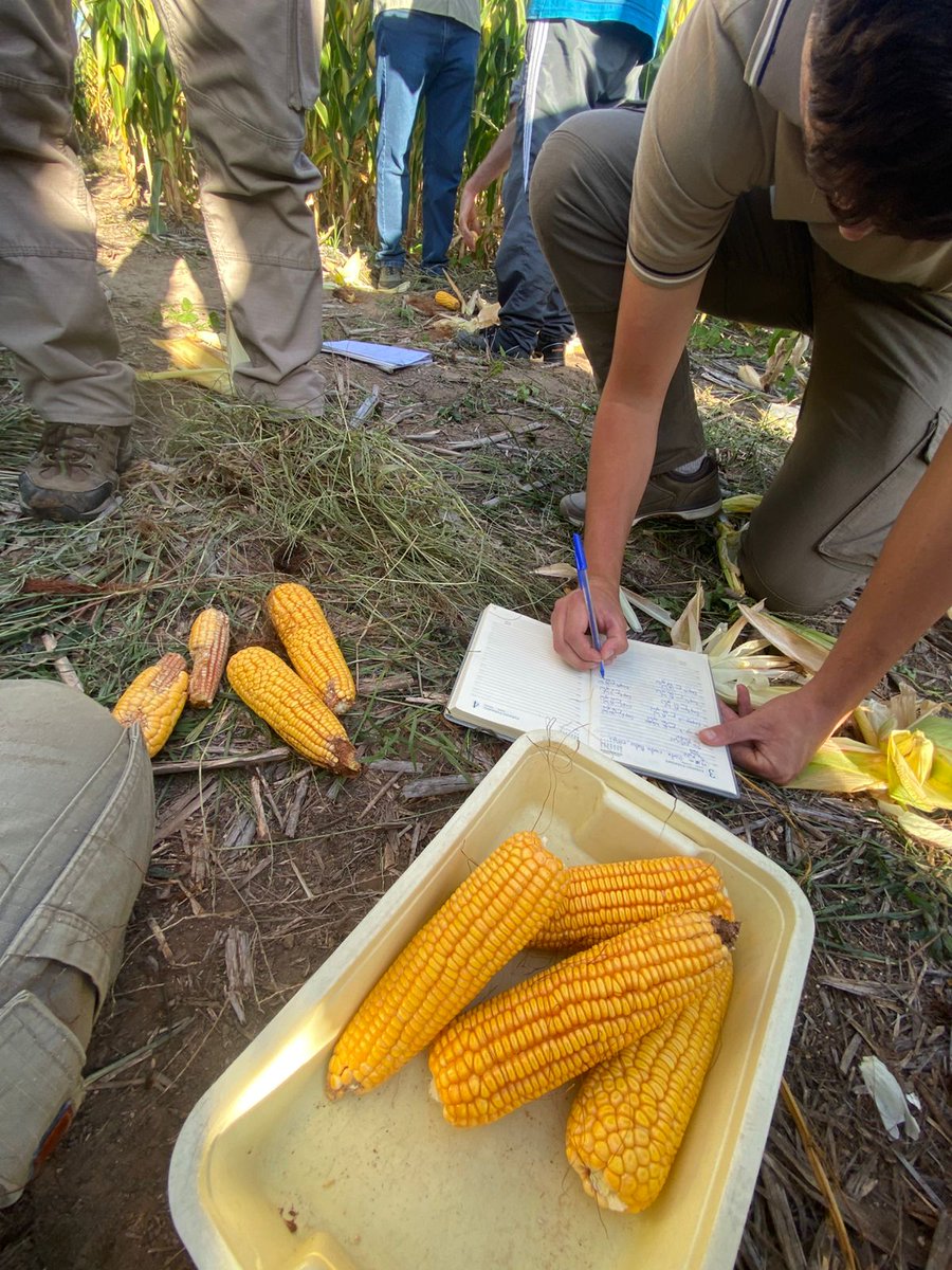 Cereales y Oleaginosas _UNSL tweet media