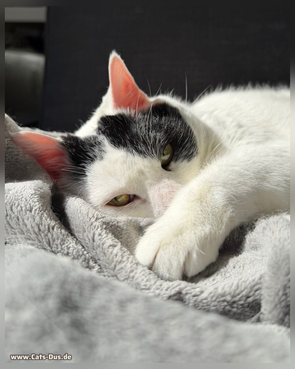 Tiger und Sternchen tweet media