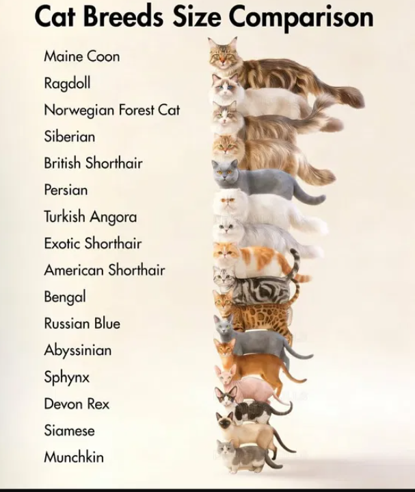 Nifty Buckles Folklore tweet media