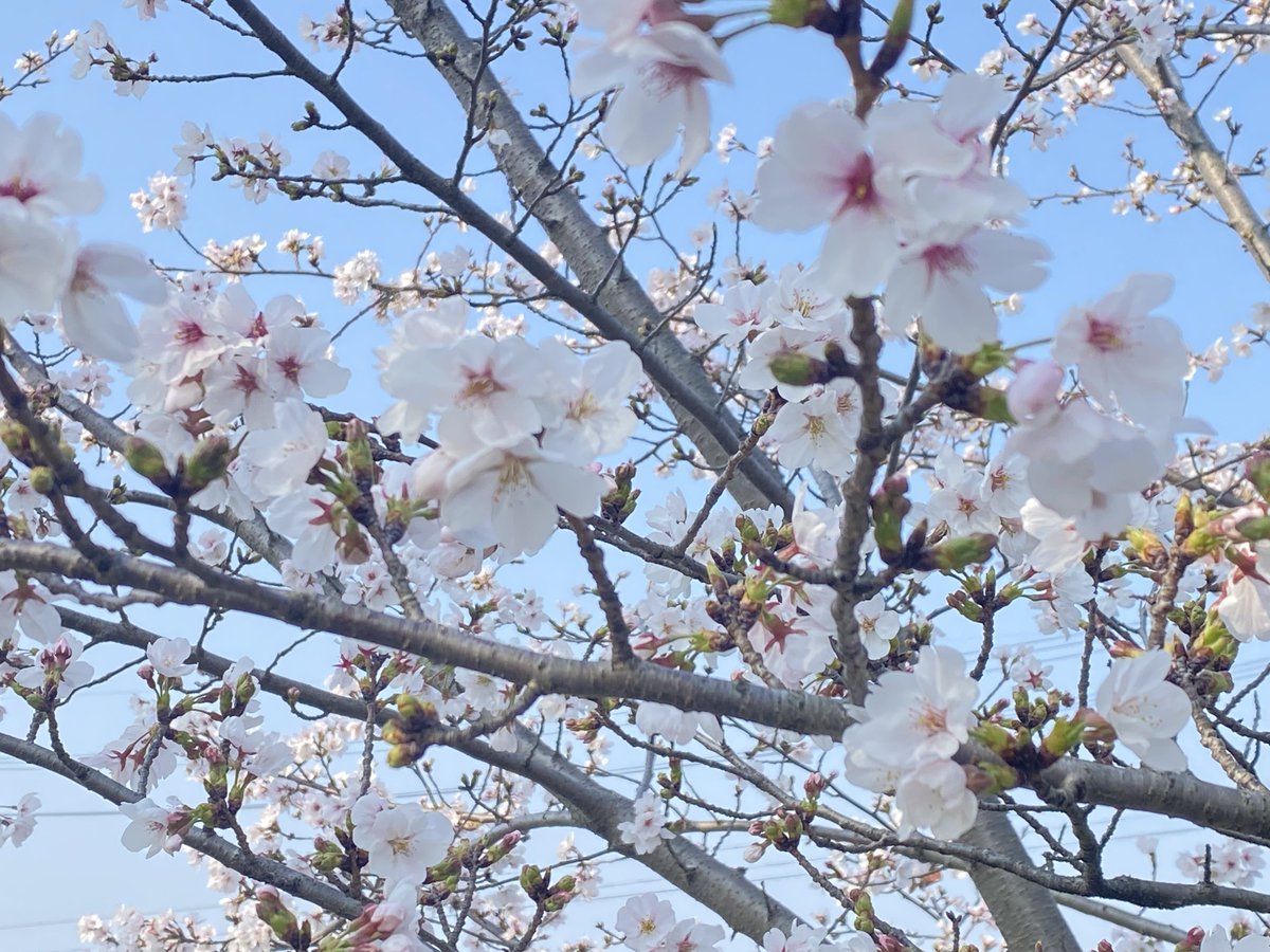 やっさん tweet media