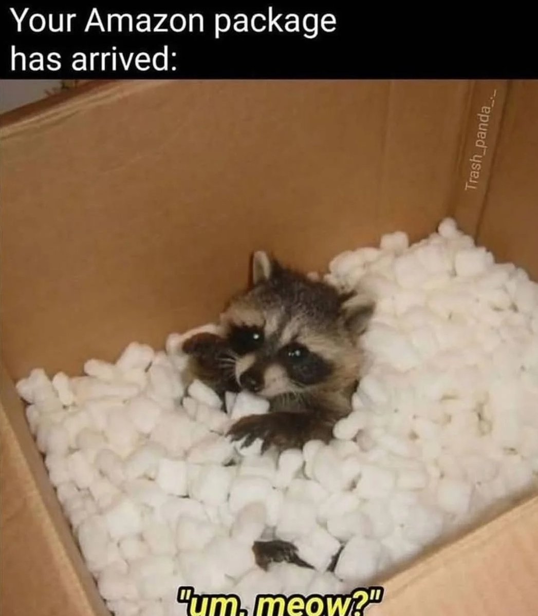 Why you should have a Raccoon tweet media