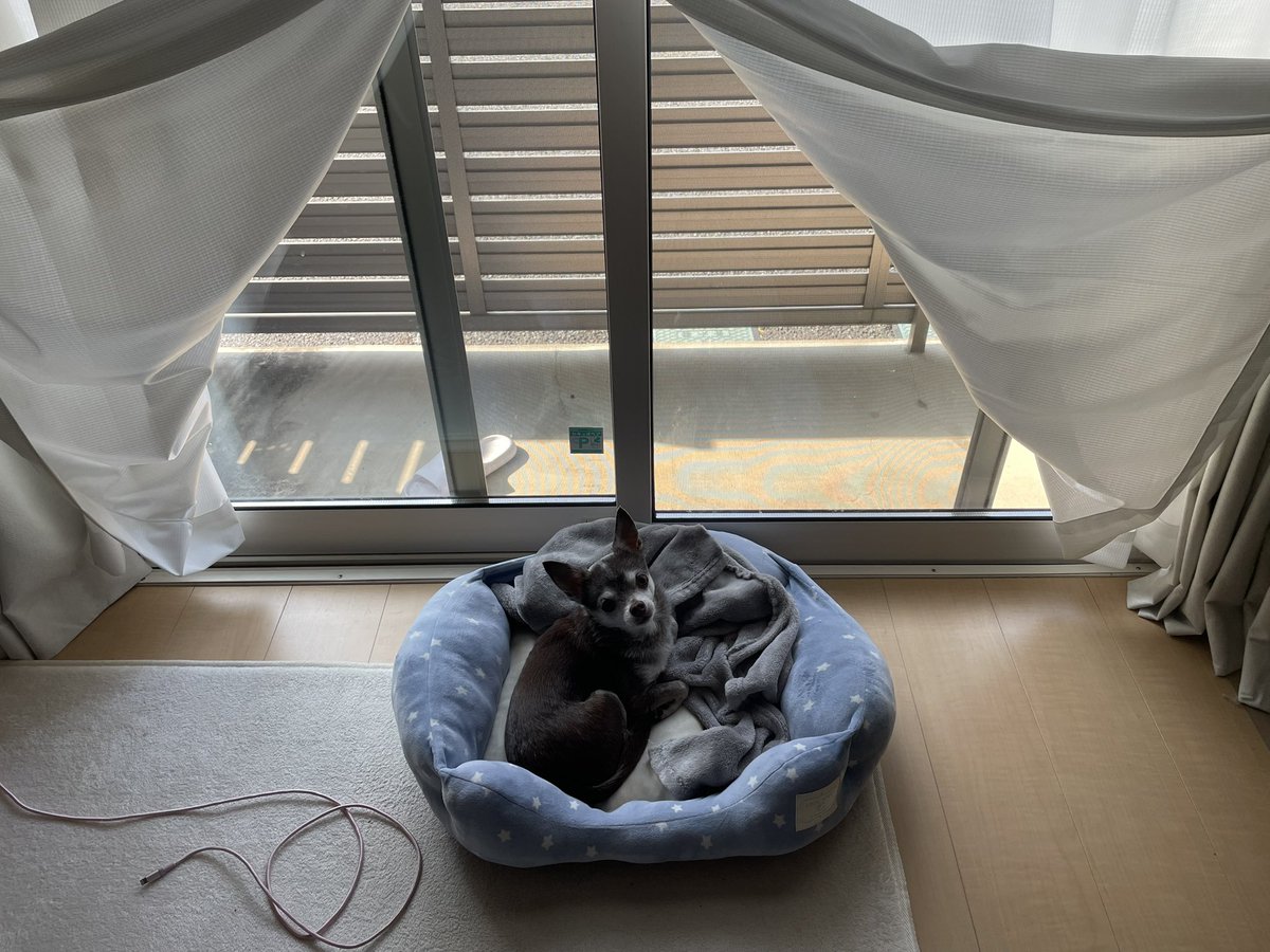 えも@16匹のはむちゃんず🐹 tweet media