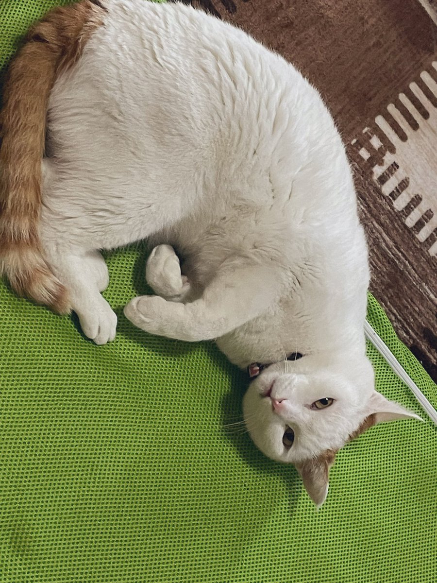 俺、かわいいのだ〜
かまってくれるか〜？

#猫  #猫のいる暮らし #猫好きさんと繋がりたい