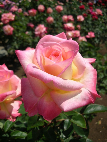 honky_tonk's tweet image. 【人生の魔法】-1023　「I exist(我在り)」の幸せに辿り着くまでの苦難
ascension2011.jugem.jp/?eid=2427

人生という夢を安全な場所から観劇している、愛と歓びのエネルギー体＝私
‥と知っていたら苦しみは生まれません。
#enlightenment #悟り