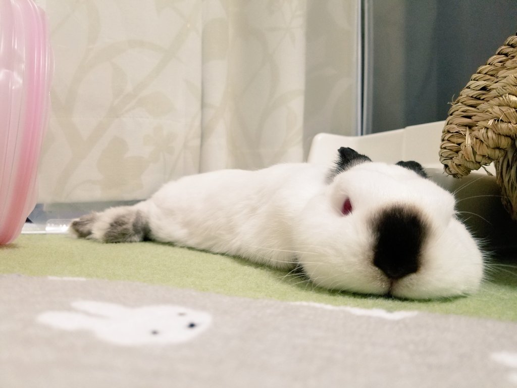 Nika Saito（うさおふ＆兎月会 主宰） tweet media