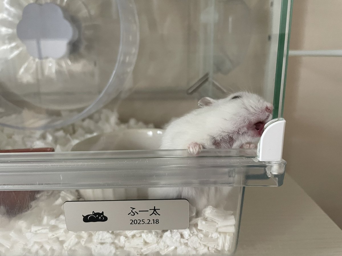 えも@16匹のはむちゃんず🐹 tweet media