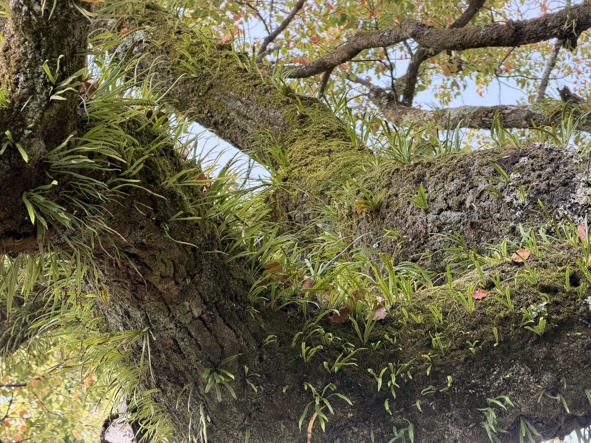 西園寺真之 tweet media