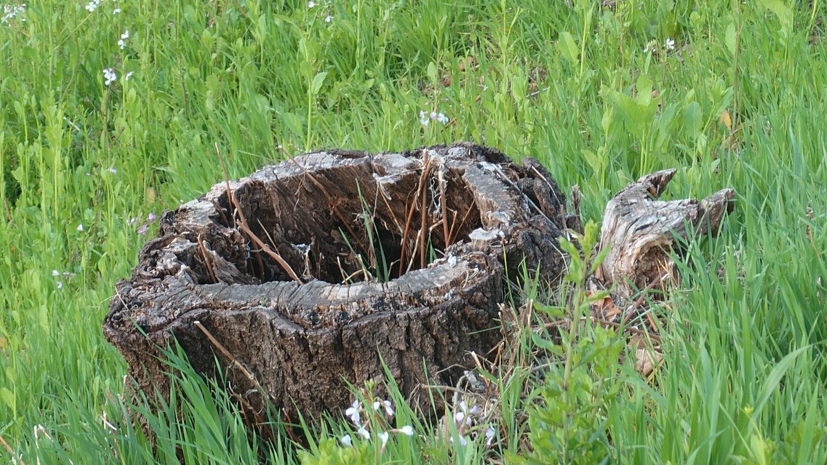 ぼんでゅ～る tweet media