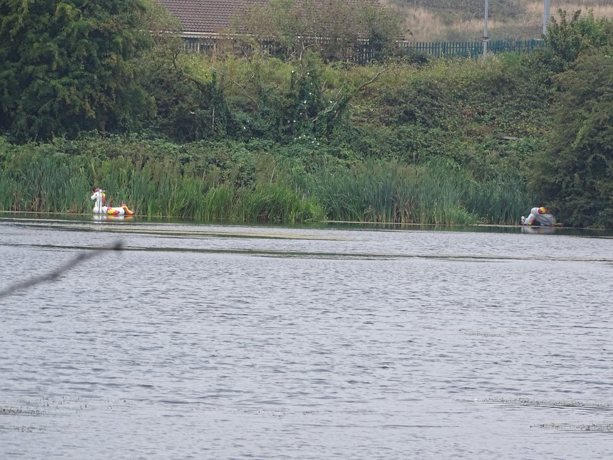 loosemum's tweet image. Just remembered I took these back in 2020 when they turned up on the nature reserve lake. #DailyPictureTheme #Unicorn