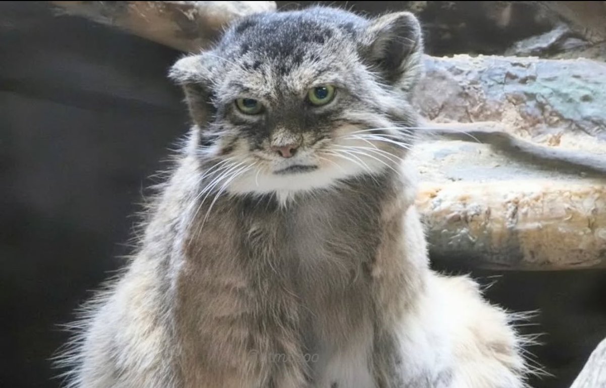 Adamisback tweet media