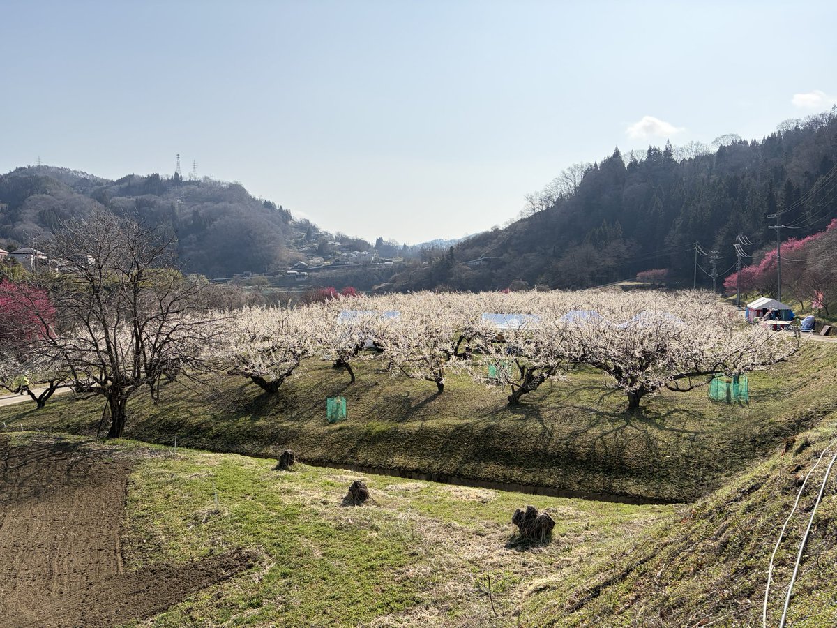 Der Graf "Il Gattopardo" von Langenfeld（山猫シンシゥ伯） tweet media