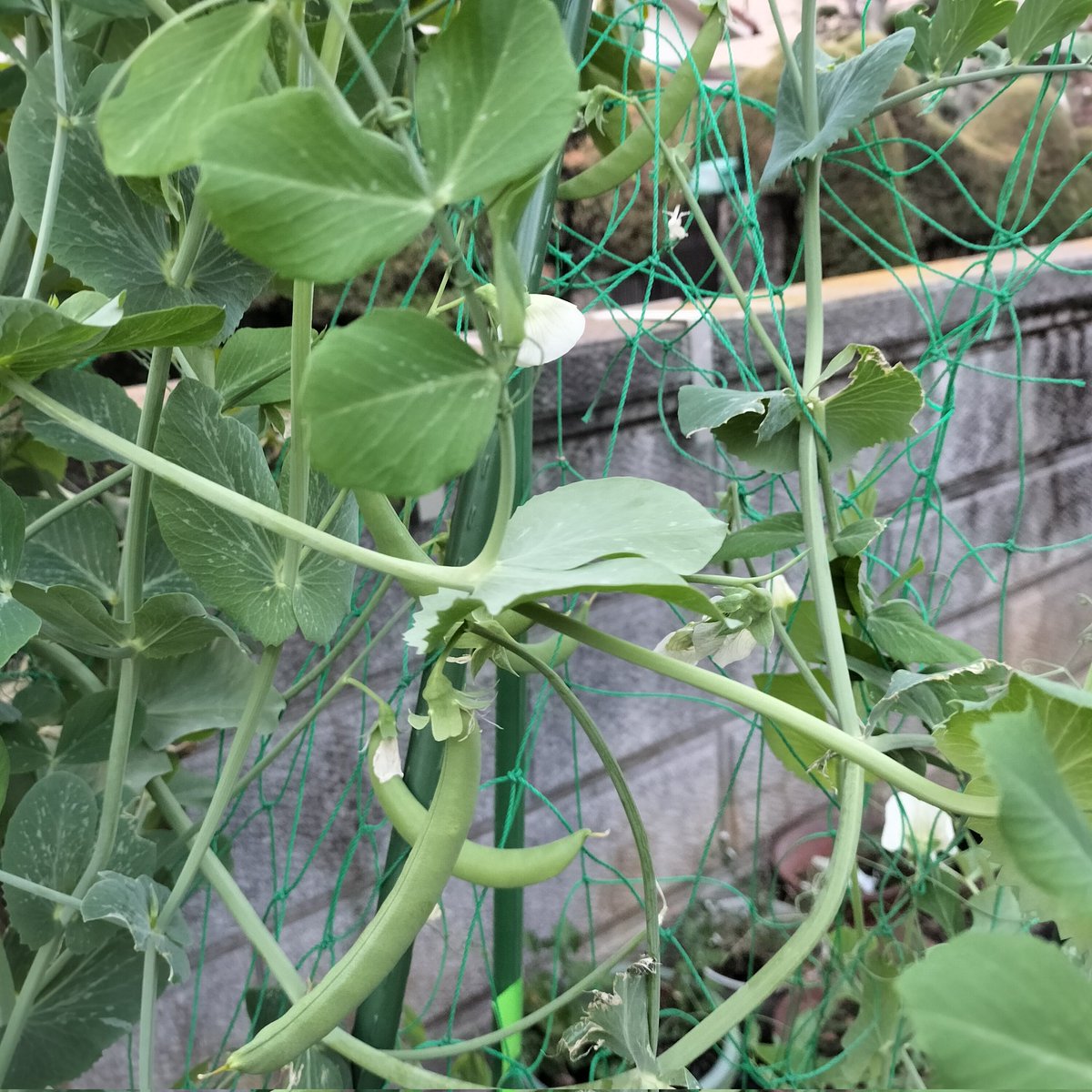 masamasa1's tweet photo. It's sunny in Takaishi. The ornamental cabbage hasn't bloomed yet, but the leaves are beautiful and resemble flowers. It looks like we'll be able to harvest snap peas again soon. The newly formed kumquats are ripening. #homegardening #ornamentalcabbage #snappea #kumquat https://t.co/5GYMszZdjr