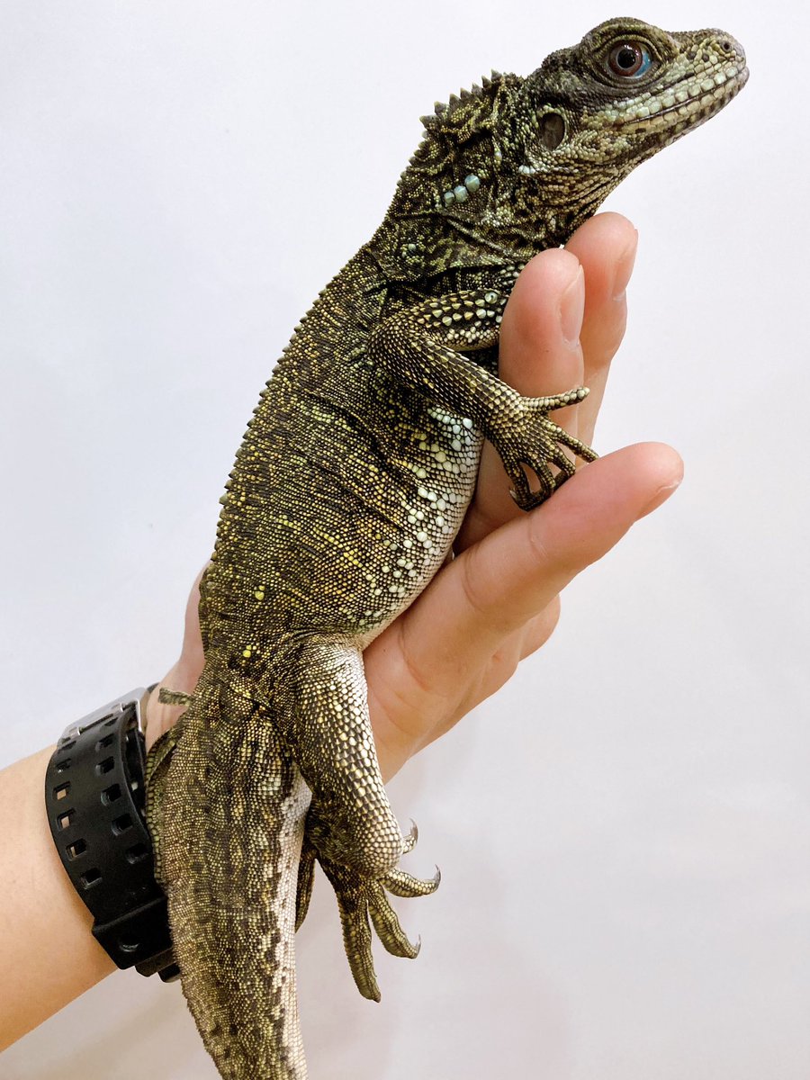 ELMER l エルマー@4/26(日) JH静岡 tweet media