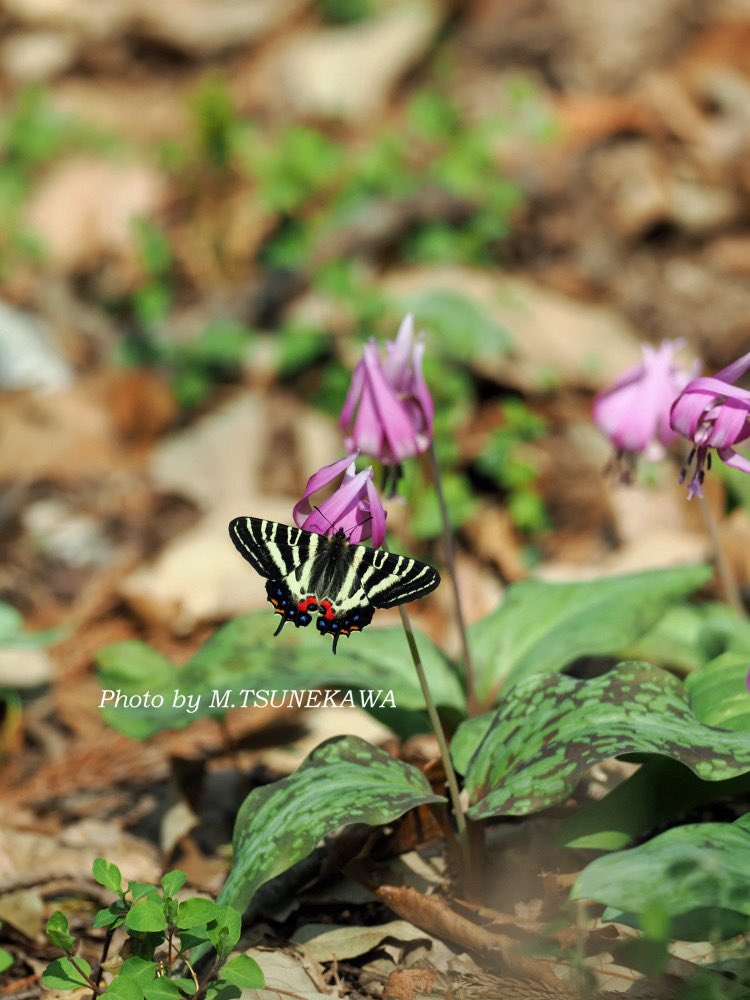 Makoto Tsunekawa tweet media