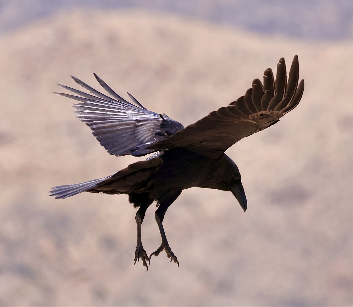 rowan ₊ ⊹ tweet media