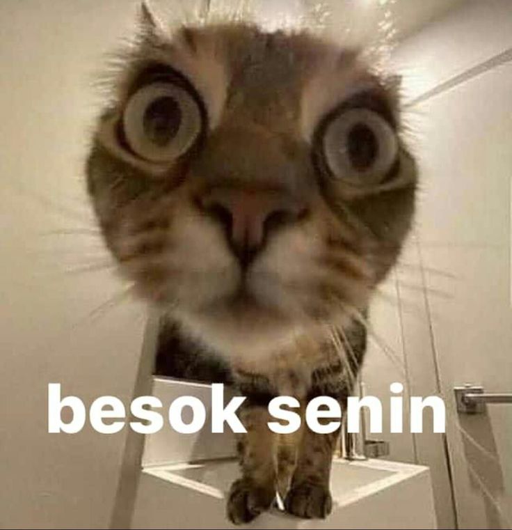 ꪀⅈꪖ²⁷ 𐙚 tweet media