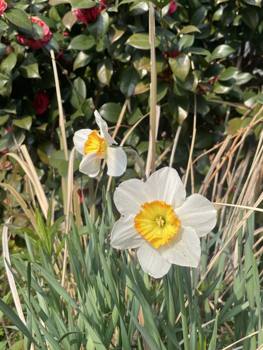 ひろ✨🕊️ tweet media