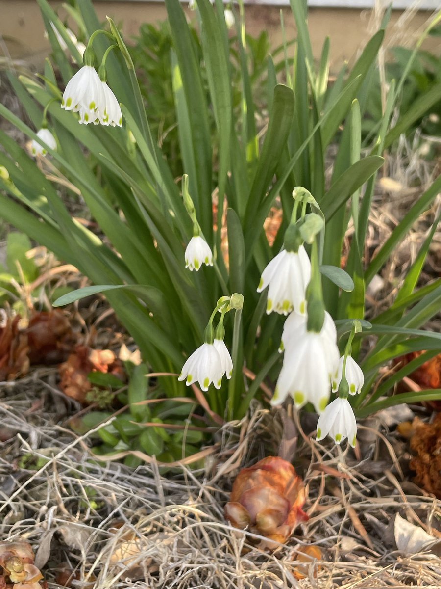 ひろ✨🕊️ tweet media